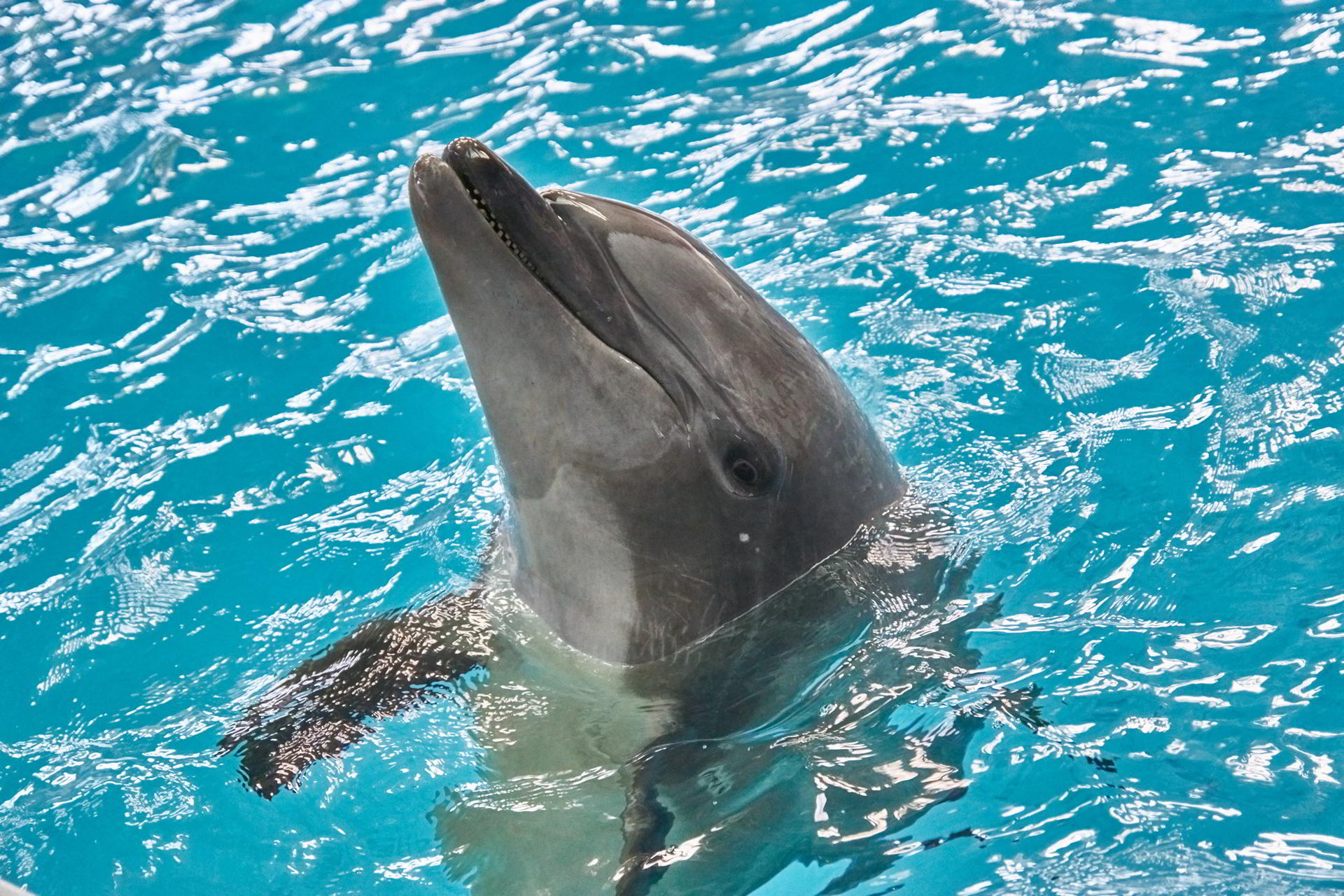 Delfinii si leii de mare asteapta aplauze si in sezonul rece