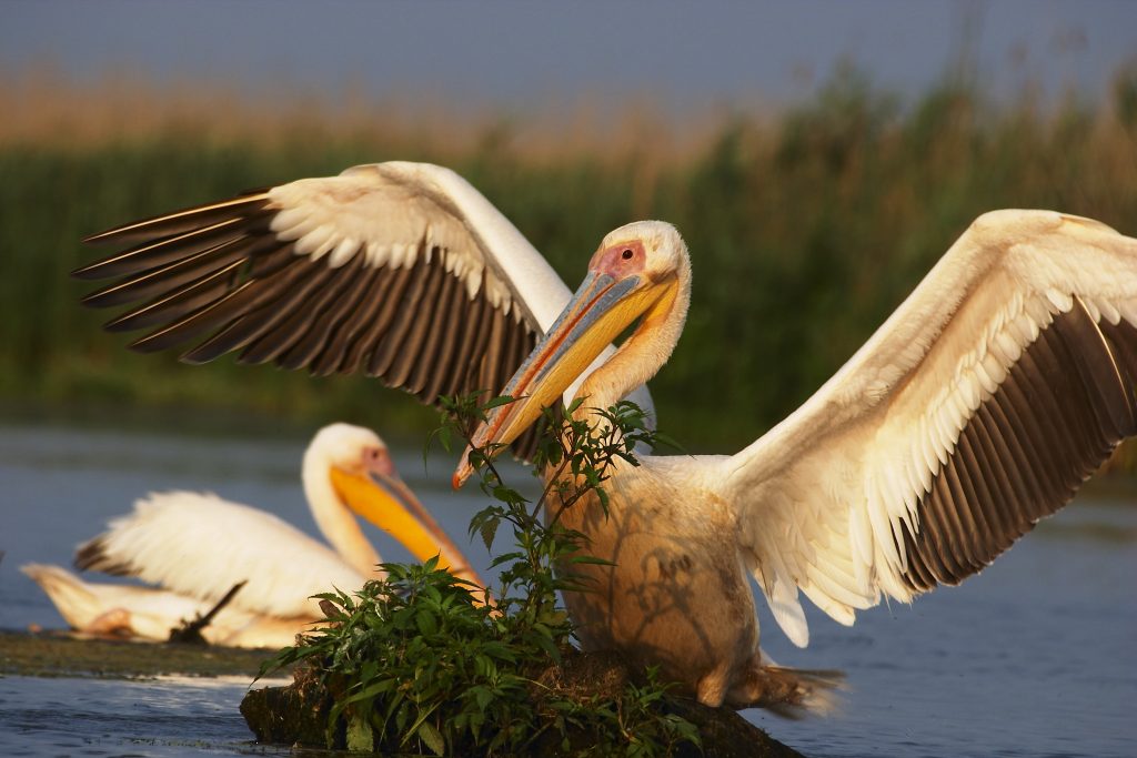 migratia-pasarilor-pelican-comun-dobrogea