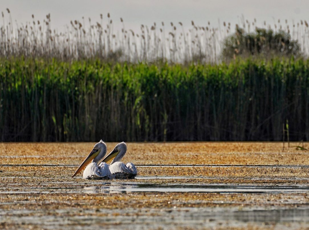 pelicani-comuni-delta-dunarii