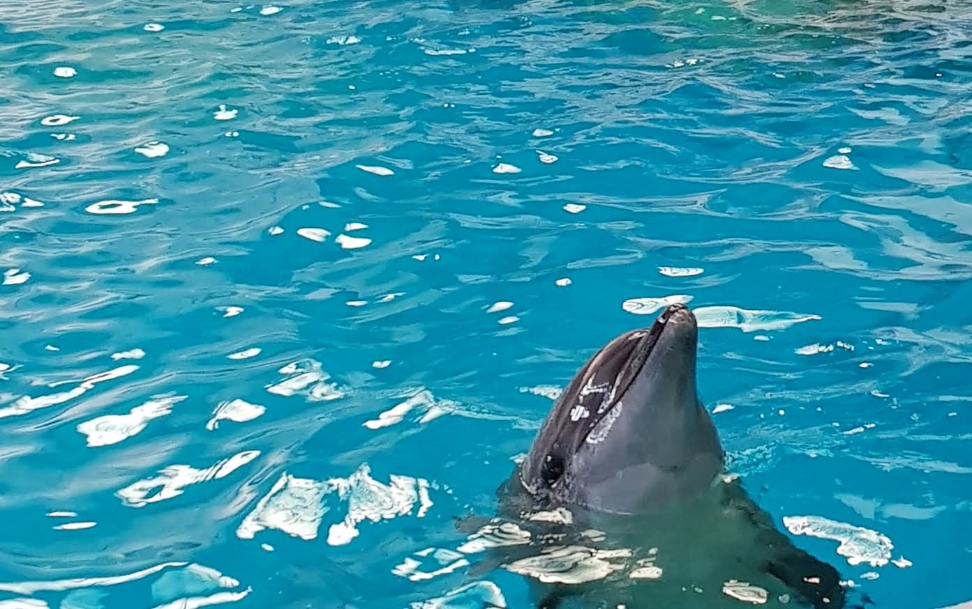 delfini-marea-neagra