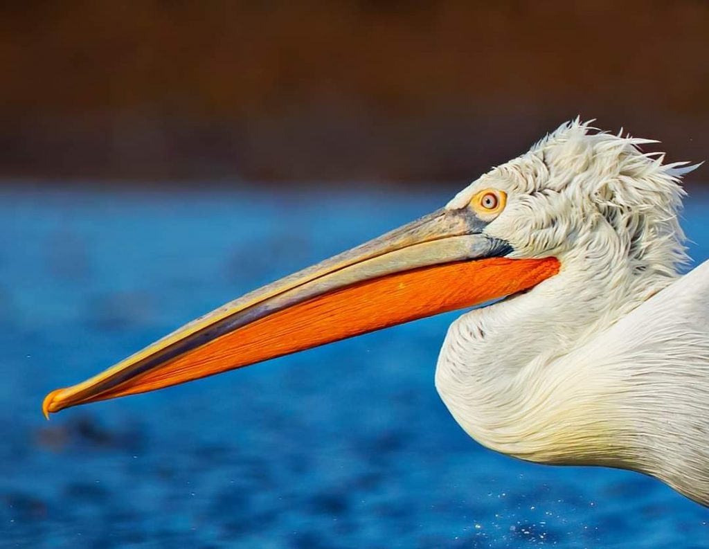 pelicani-creti-in-delta-dunarii