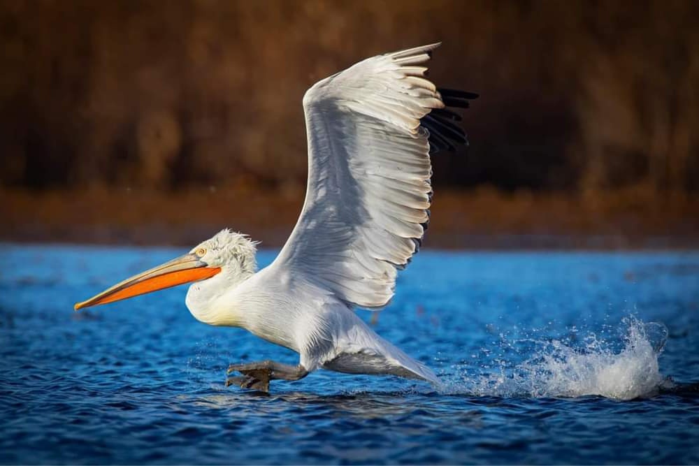 pelican-cret-delta-dunarii