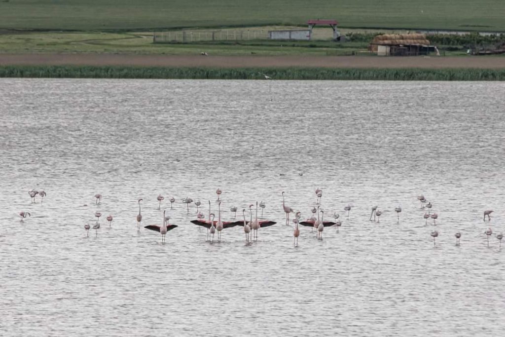 pasari-flamingo-lacul-tuzla-judet-constanta