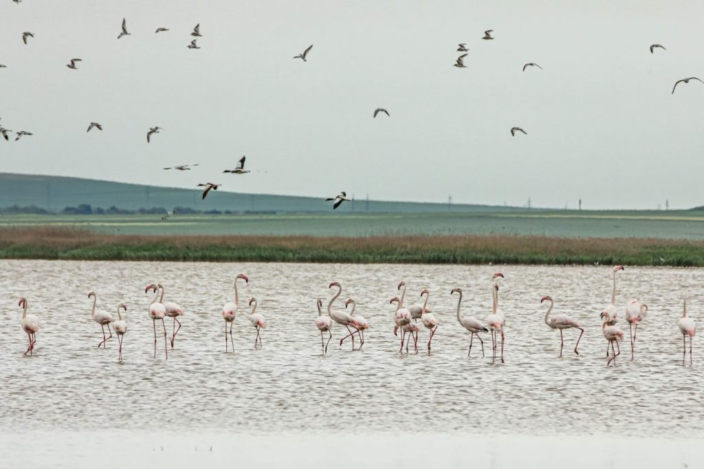 pasari-flamingo-lacul-tuzla-judetul-constanta