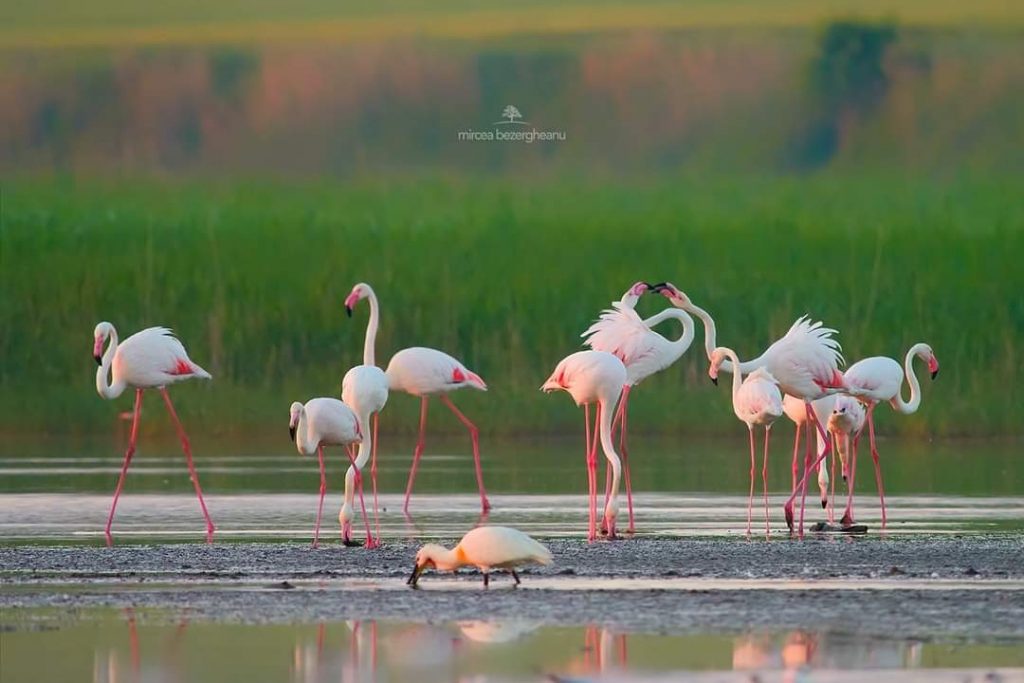 flamingo-in-dobrogea-foto-mircea-bezergheanu