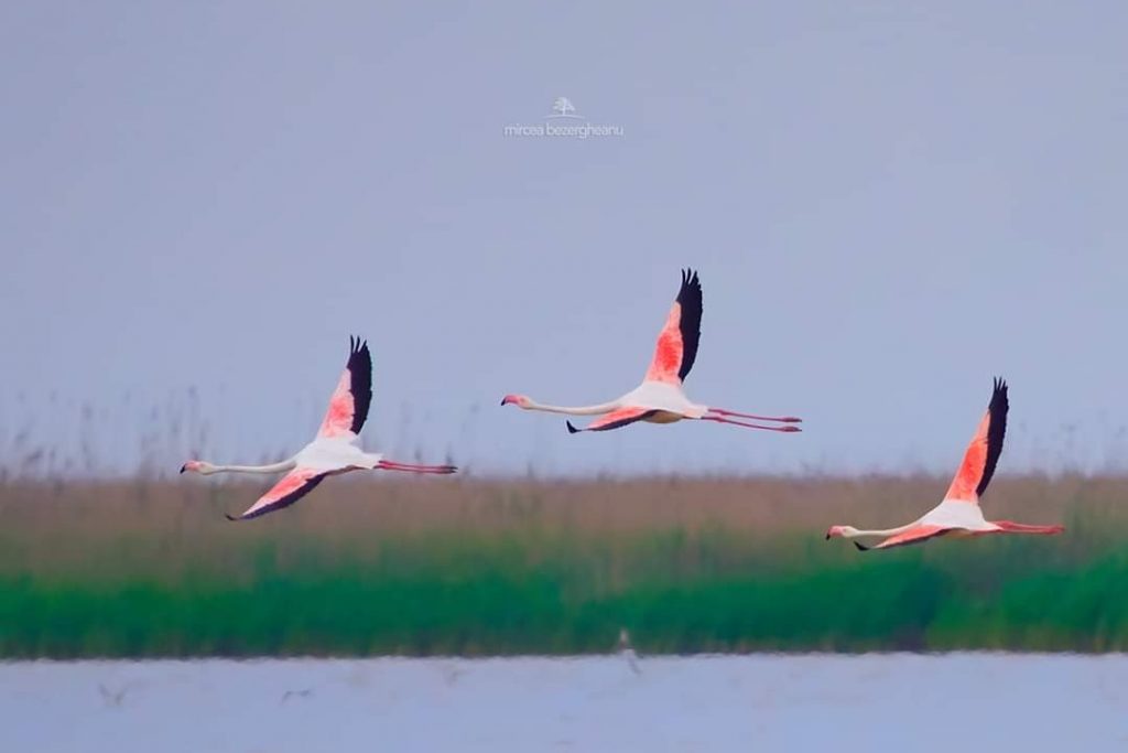 flamingo-in-dobrogea-foto-mircea-bezergheanu