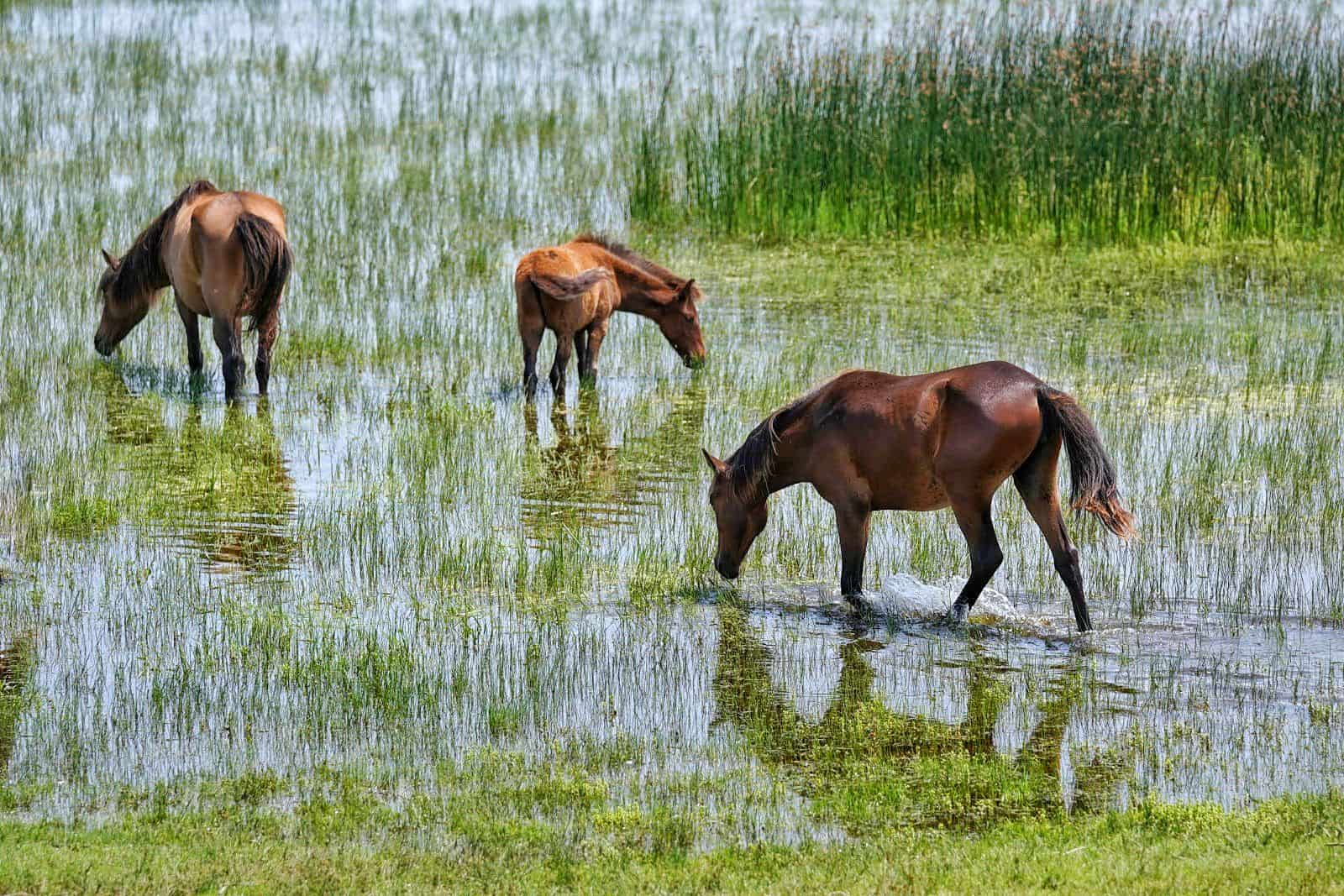 Caii sălbăticiți din Delta Dunării, subiect de dispute între ONG-uri și autorități