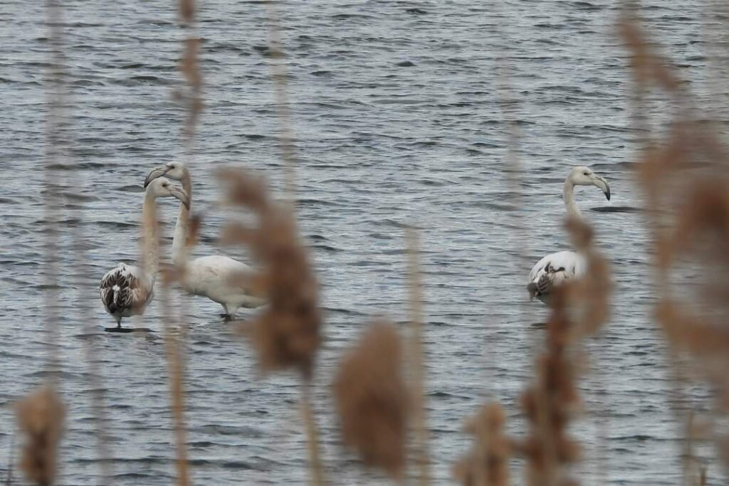 3-flamingo-juvenili-se-afla-iarna-aceasta-pe-un-lac-din-constanta