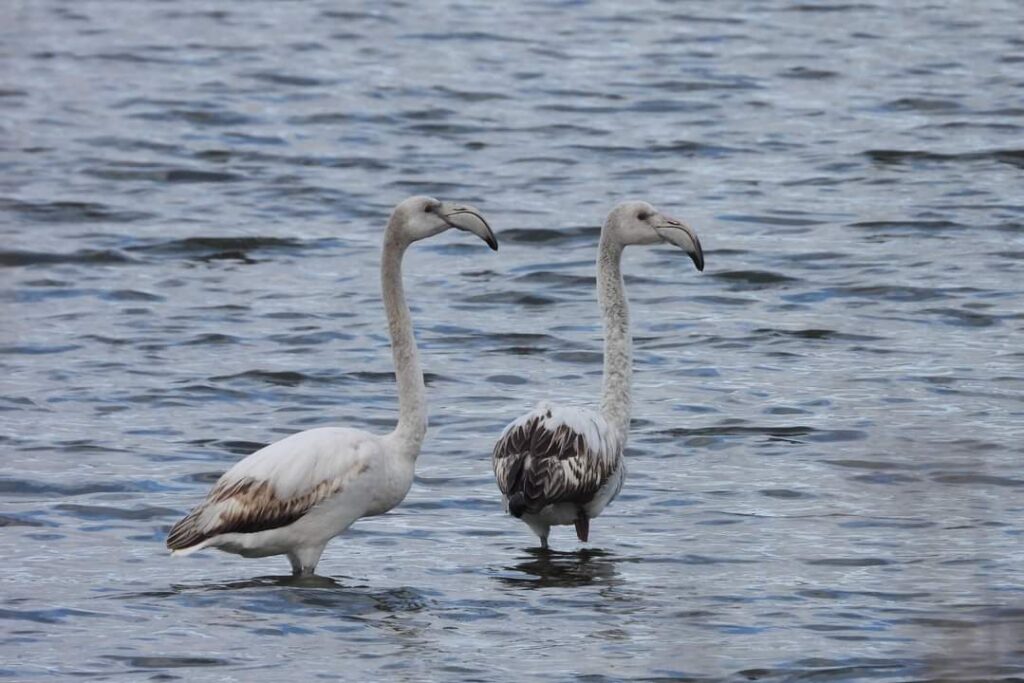 3-flamingo-juvenili-iarna-in-constanta
