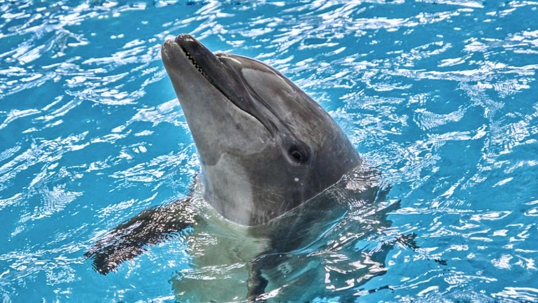 Delfinii din Marea Neagră se joacă și iarna, când este cod galben de vânt și afară ninge