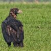 vulturul-negru-reintors-in-dobrogea-dupa-100-de-ani-black-vulture-in-dobrogea