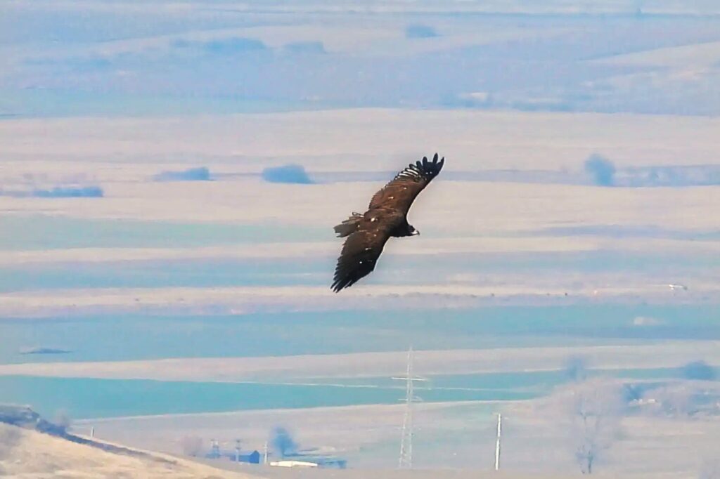 vultur-negru-in-dobrogea