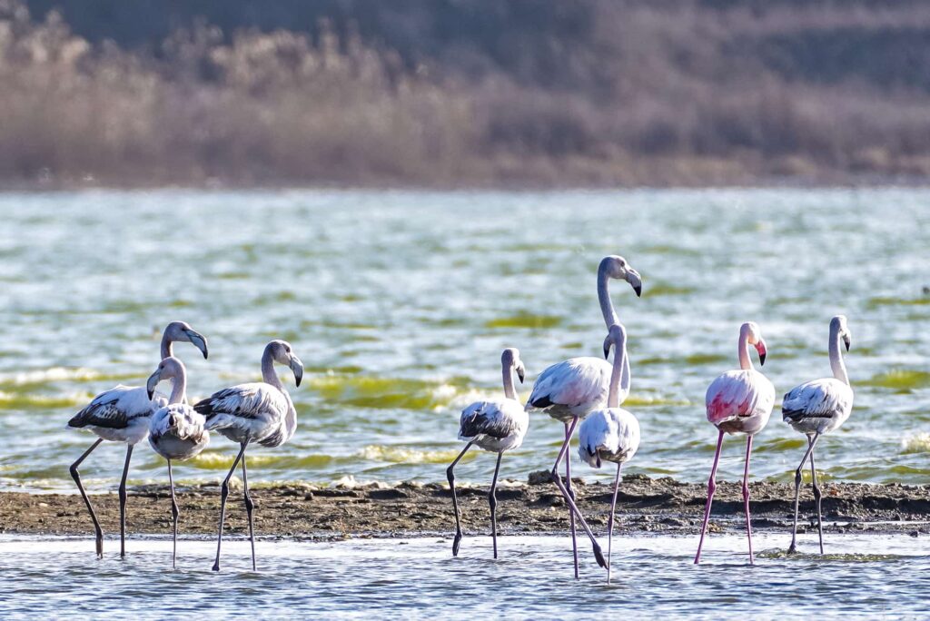 pasarile-flamingo-se-afla-pe-un-lac-din-judetul-constanta-in-aceasta-iarna-in-luna-ianuarie-2023