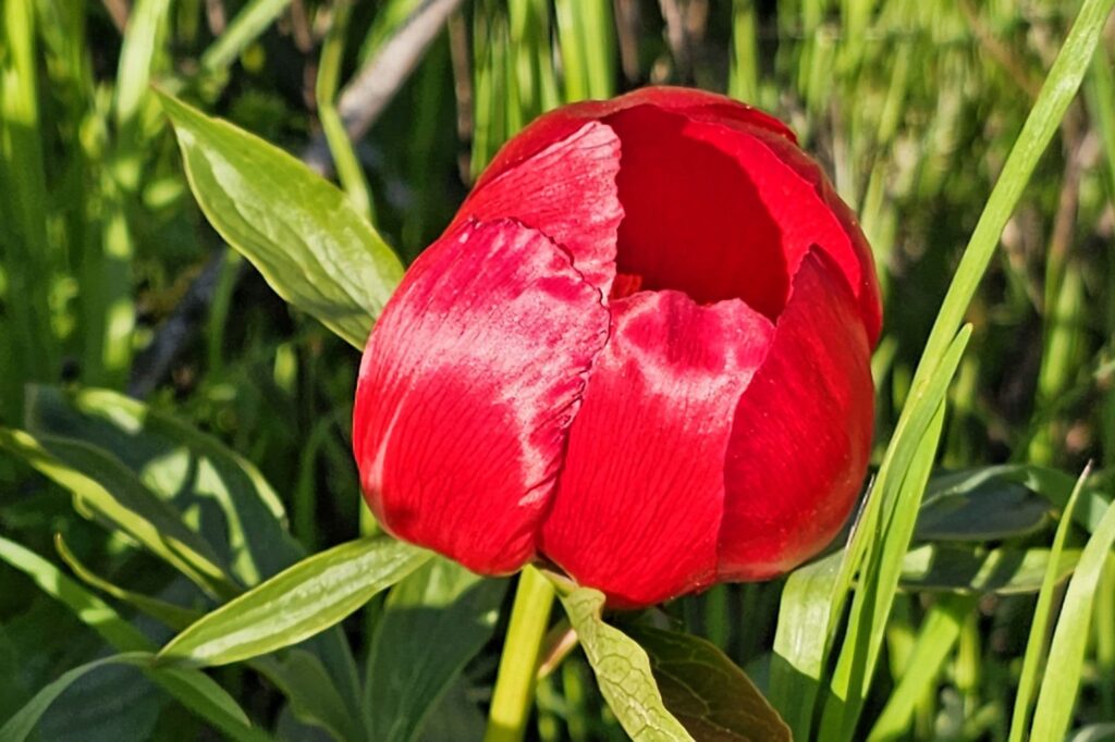 bujorul-romanesc-bujorul-dobrogean-planta-protejata-floarea-nationala-a-romaniei