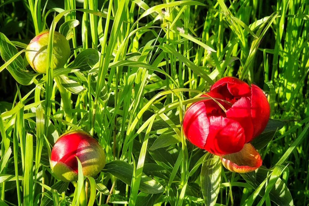 bujorul-romanesc-bujorul-dobrogean-floarea-nationala-a-romaniei-plante-protejate-dobrogea