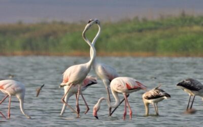 Păsările flamingo au devenit, deja, o prezență obișnuită în Dobrogea