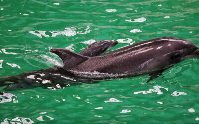 Delfinul Baby, primul pui născut viu, în captivitate, la Delfinariul din Constanța